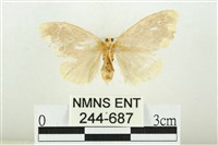 黑翅黃毒蛾藏品圖，第2張