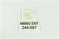 黑翅黃毒蛾藏品圖，第3張