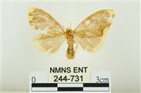 黑翅黃毒蛾藏品圖，第1張