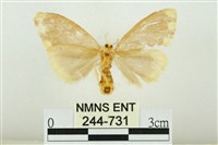 黑翅黃毒蛾藏品圖，第2張