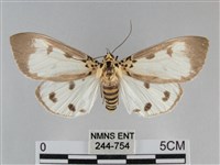 長斑擬燈蛾藏品圖，第1張