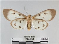 長斑擬燈蛾藏品圖，第2張