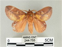 竹黃斜帶枯葉蛾藏品圖，第1張