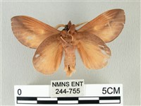 竹黃斜帶枯葉蛾藏品圖，第2張