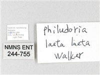 竹黃斜帶枯葉蛾藏品圖，第3張