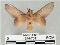 緣斑枯葉蛾藏品圖，第2張