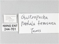 緣斑枯葉蛾藏品圖，第3張