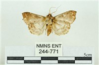 粉紅帶散紋夜蛾藏品圖，第2張