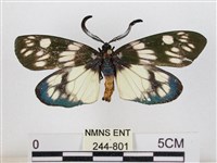 蓬萊茶斑蛾藏品圖，第1張