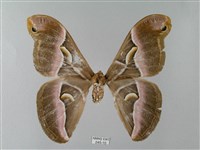 眉紋天蠶蛾藏品圖，第1張