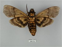 鬼臉天蛾藏品圖，第2張