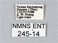 鬼臉天蛾藏品圖，第3張