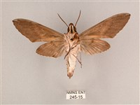 細斜紋霜天蛾藏品圖，第2張