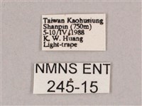 細斜紋霜天蛾藏品圖，第3張