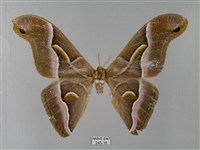 眉紋天蠶蛾藏品圖，第1張