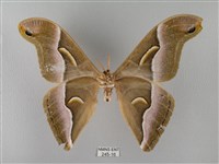 眉紋天蠶蛾藏品圖，第2張