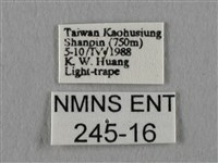 眉紋天蠶蛾藏品圖，第3張