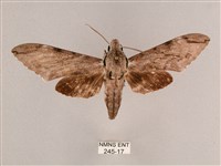 細斜紋霜天蛾藏品圖，第1張