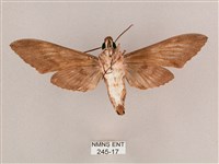 細斜紋霜天蛾藏品圖，第2張