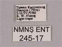 細斜紋霜天蛾藏品圖，第3張