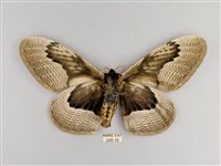 枯球籮紋蛾藏品圖，第2張