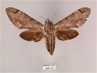 細斜紋霜天蛾藏品圖，第1張