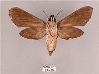 細斜紋霜天蛾藏品圖，第2張