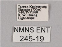 細斜紋霜天蛾藏品圖，第3張