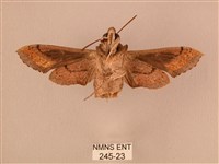 斜線天蛾藏品圖，第2張