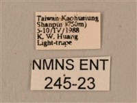 斜線天蛾藏品圖，第3張