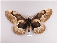 枯球籮紋蛾藏品圖，第2張