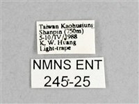 枯球籮紋蛾藏品圖，第3張