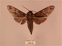 白星天蛾藏品圖，第1張