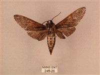 白星天蛾藏品圖，第2張