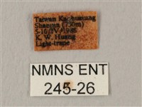 白星天蛾藏品圖，第3張