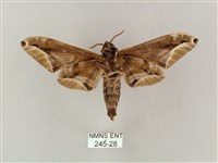 白點天蛾 藏品圖，第2張