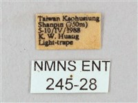 白點天蛾 藏品圖，第3張