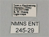 白點天蛾 藏品圖，第3張