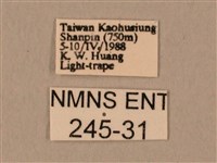 臀角斑天蛾藏品圖，第3張