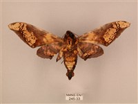 臀角斑天蛾藏品圖，第2張