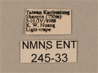 臀角斑天蛾藏品圖，第3張