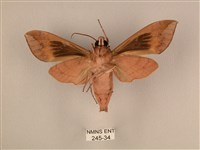 背中白天蛾藏品圖，第2張