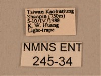 背中白天蛾藏品圖，第3張