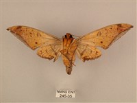 臺灣鷹翅天蛾藏品圖，第2張