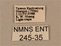 臺灣鷹翅天蛾藏品圖，第3張