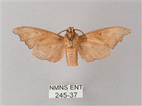 黃斑索天蛾藏品圖，第2張