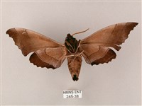 齒翅三線天蛾藏品圖，第2張