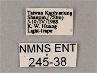 齒翅三線天蛾藏品圖，第3張