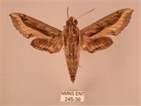 斜線天蛾藏品圖，第1張