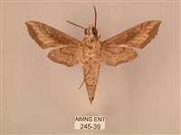 斜線天蛾藏品圖，第2張